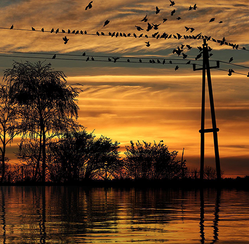 Birds on a telephone wire at sunset