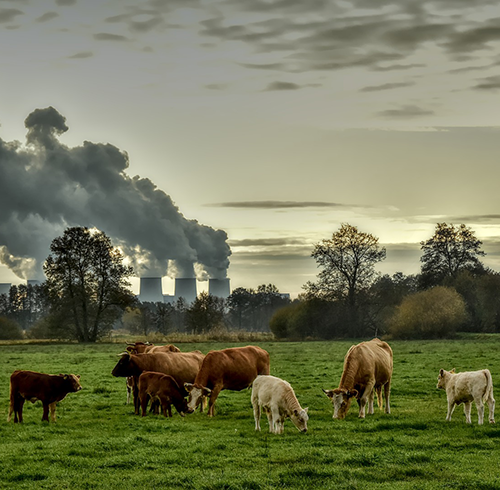 Cows in a field in front of a power plant