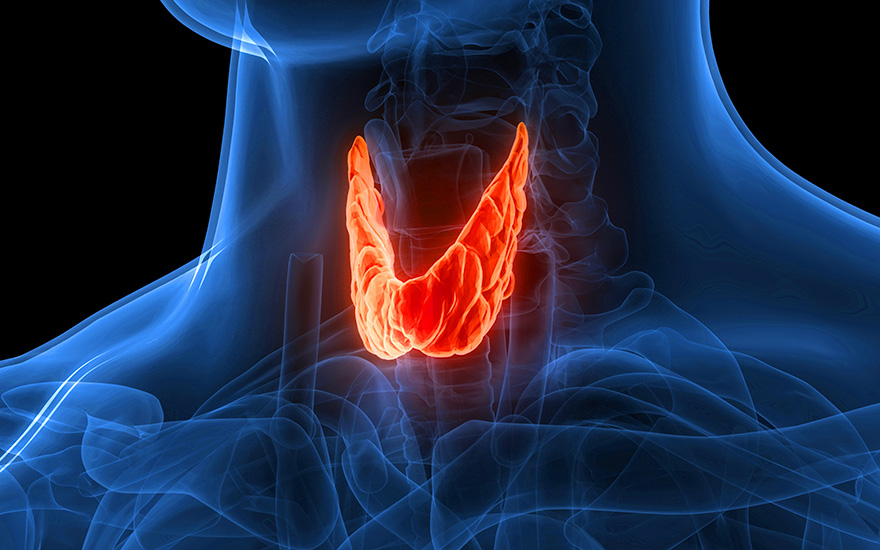 Illustration of human thyroid