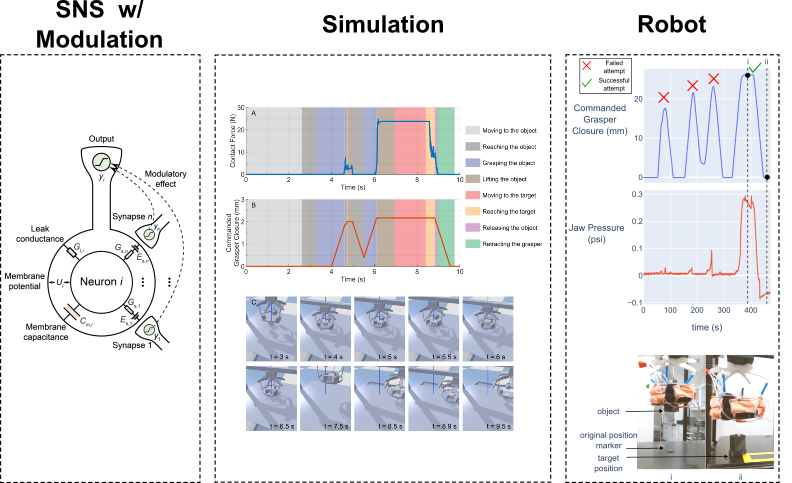 A schematic of an SNS neuron; results from simulations with adapting SNS control of a soft robot; results from real-world experiments of an adapting SNS controlled robot.