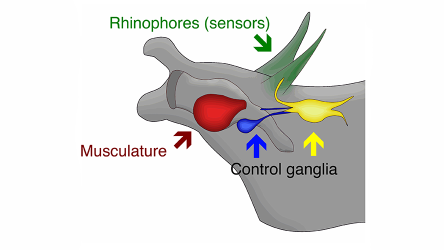 illustration of sensory system parts