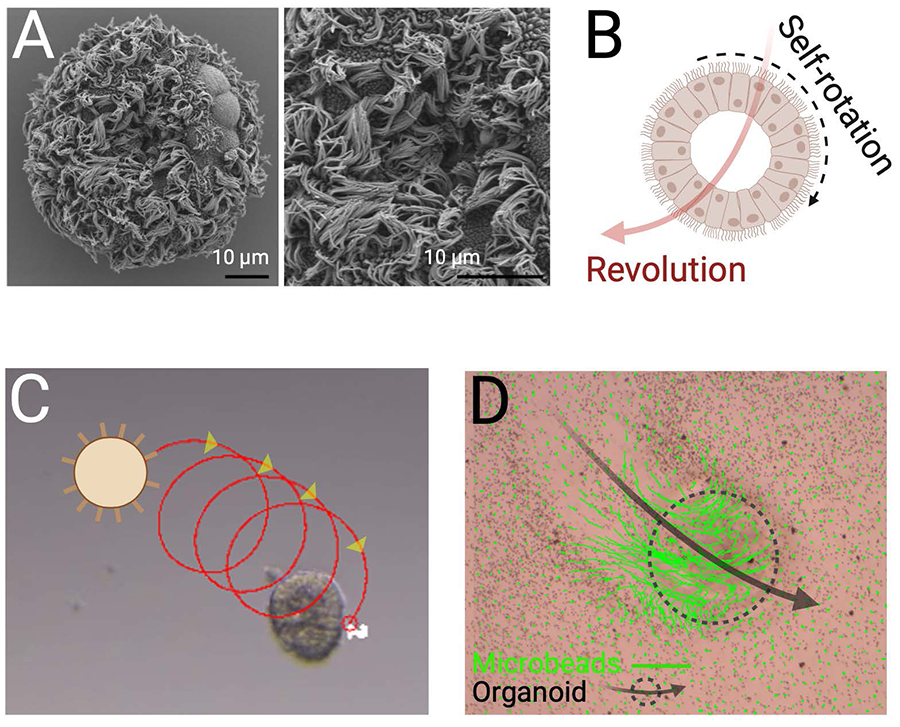 Shows how the organoids self-rotate