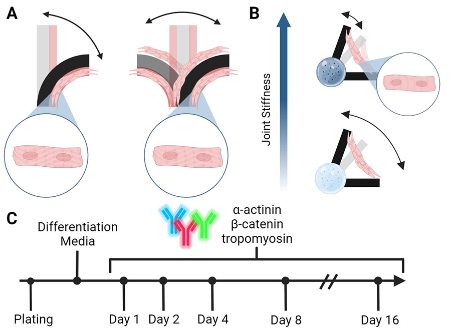 A timeline showing joint stiffness over days