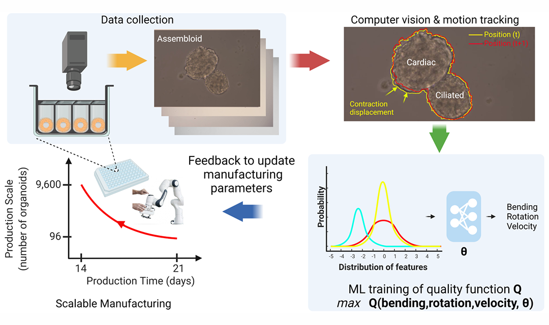 AI-enabled Manufacturing of Motile Organoids