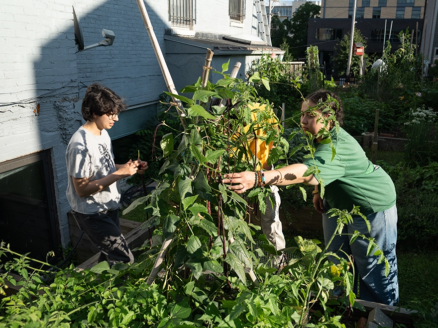 Students on either side of a bean plant