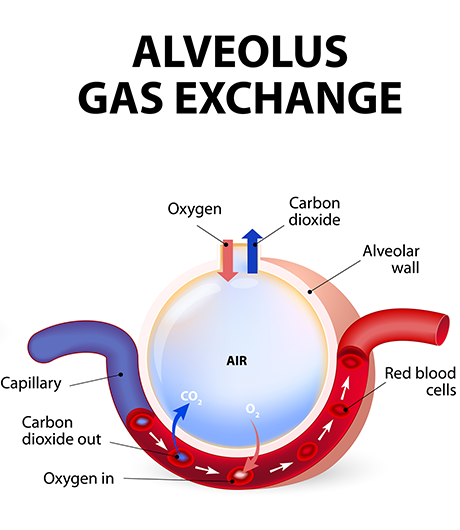 Alveolus gas exchange diagram