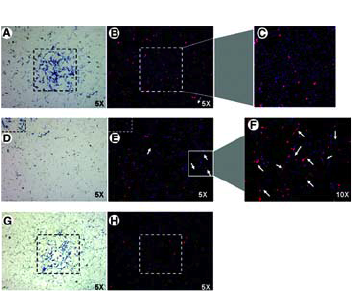 Microenvironments engineered by inkjet bioprinting
