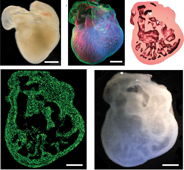 Bioprinted heart research images