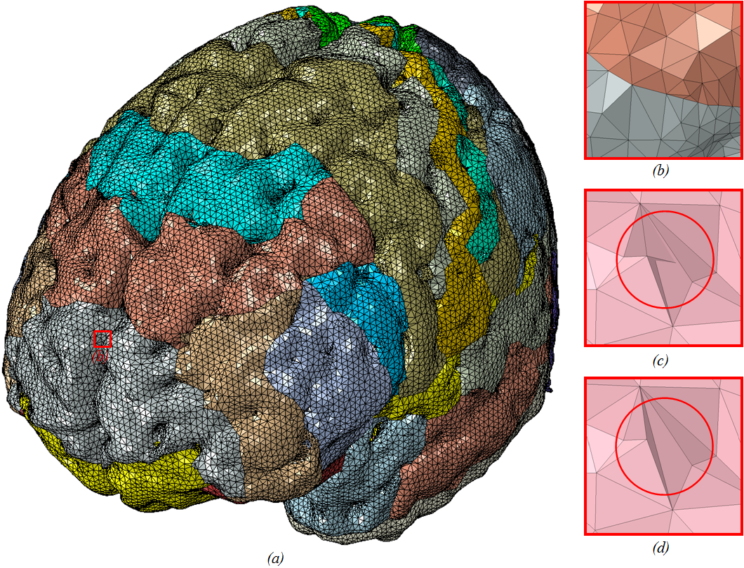 Organ modeling and simulation