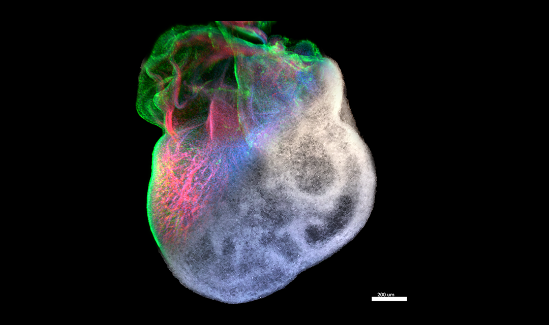 Bioprinted heart research images